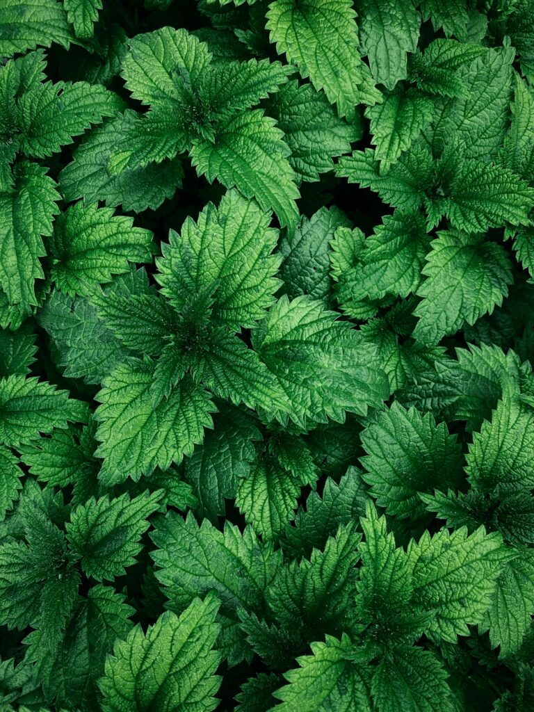 tsouknida-utrica-dioica