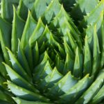 aloe vera-aloh-votano-herb