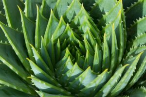 aloe vera-aloh-votano-herb