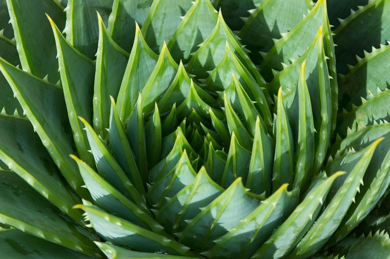 aloe vera-aloh-votano-herb