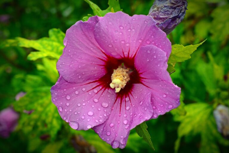 althea-herb-votano