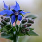 borage-borago-herb