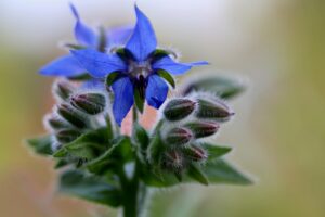 borage-borago-herb