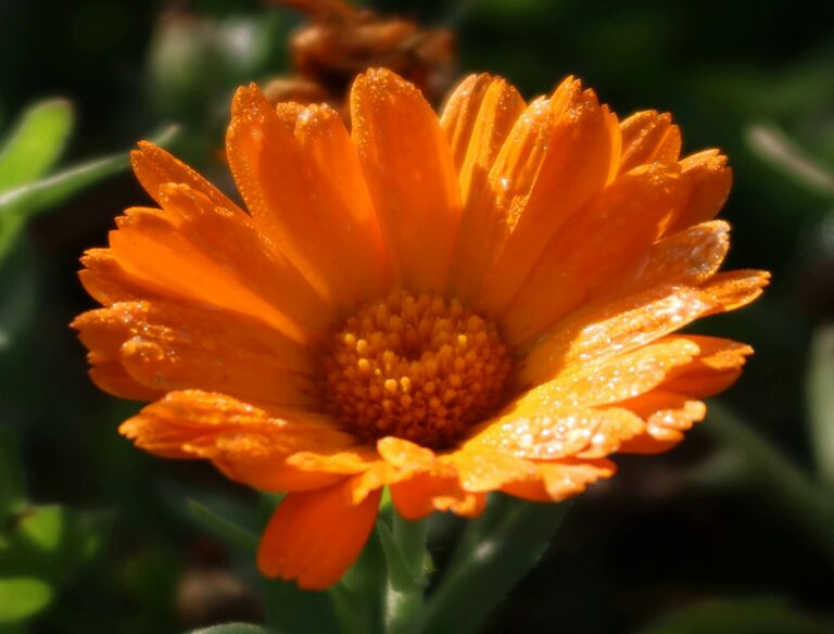 Calendula-herb-kalentoula-votano