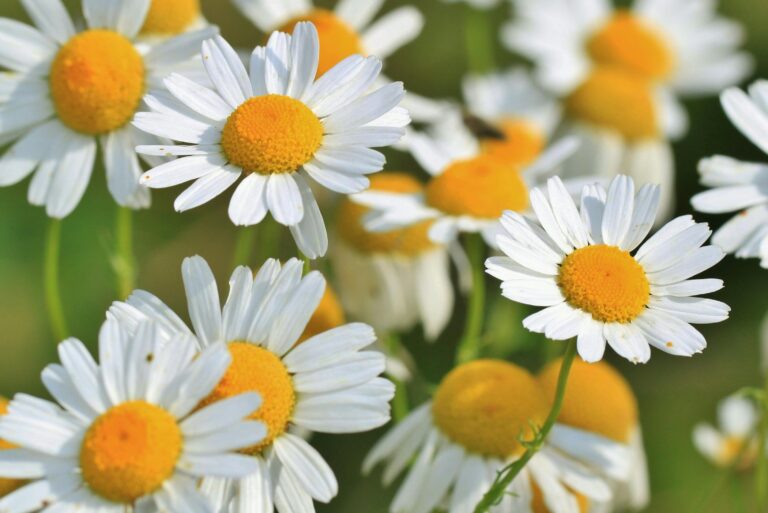 chamomile-herb-votano-hamomili