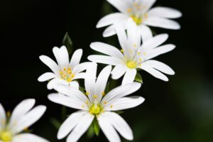 stellaria-chichweed