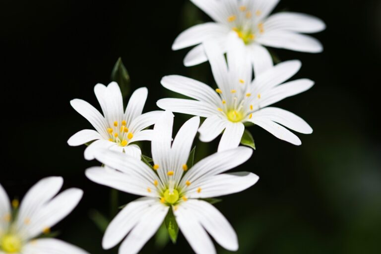 stellaria-chichweed
