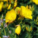 evening-primrose-nychtolouloudo