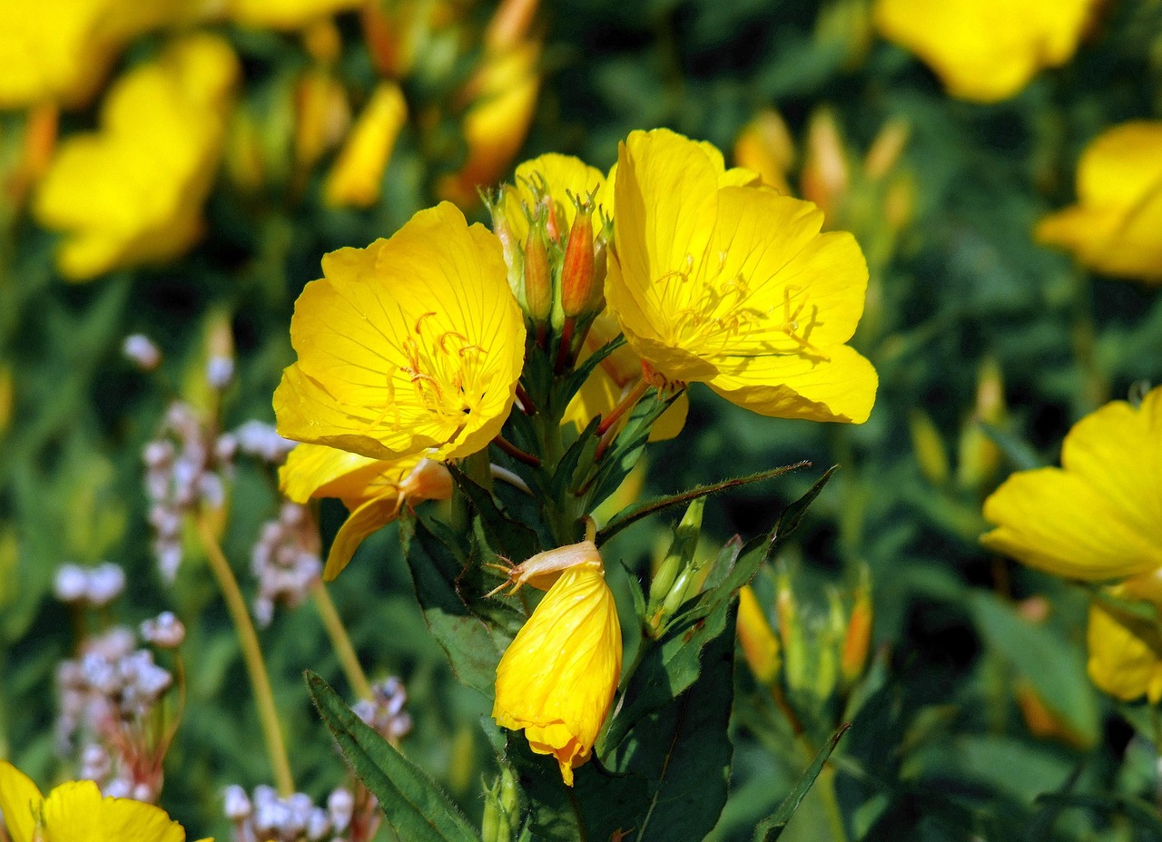 evening-primrose-nychtolouloudo