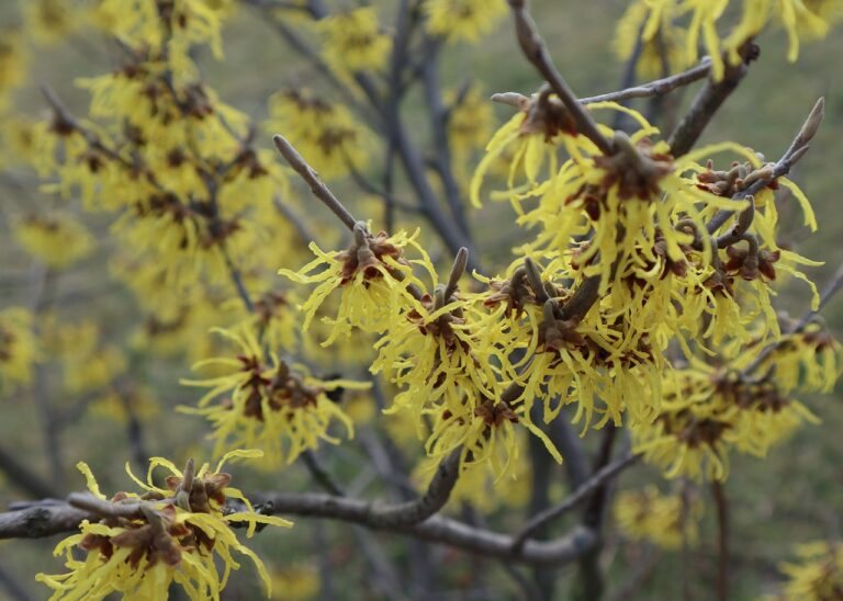 amamelida-hamamelis