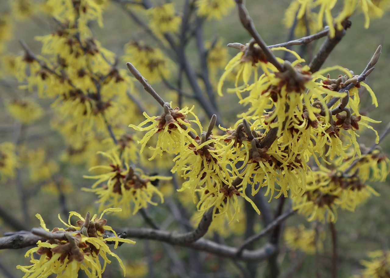 amamelida-hamamelis