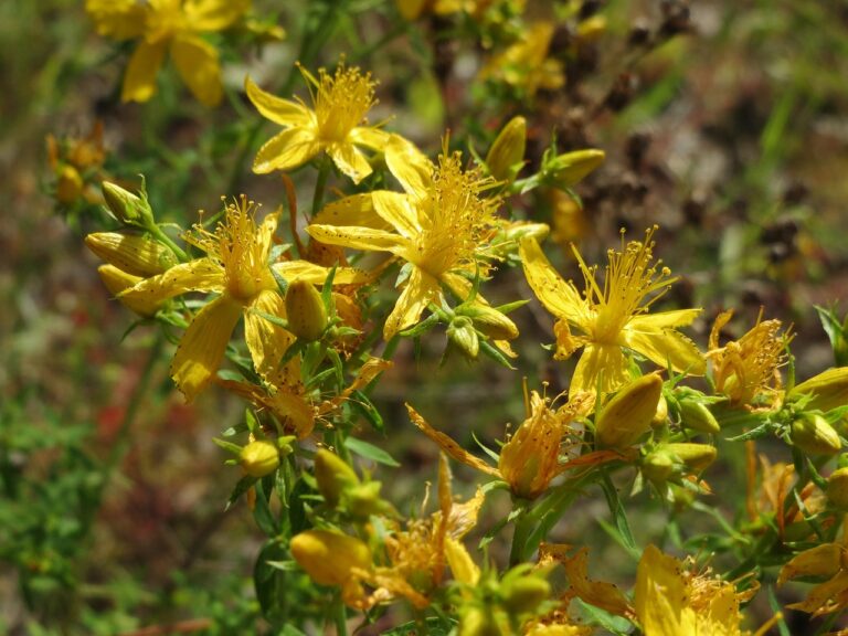 valsamohorto-hypericum