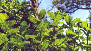 peppermint-menta