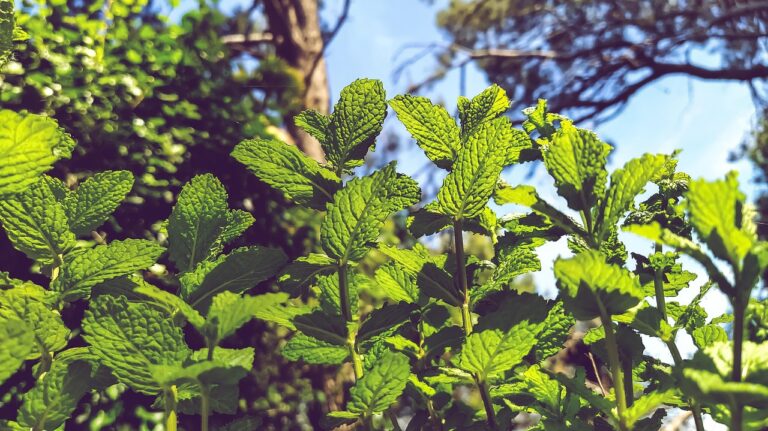 peppermint-menta