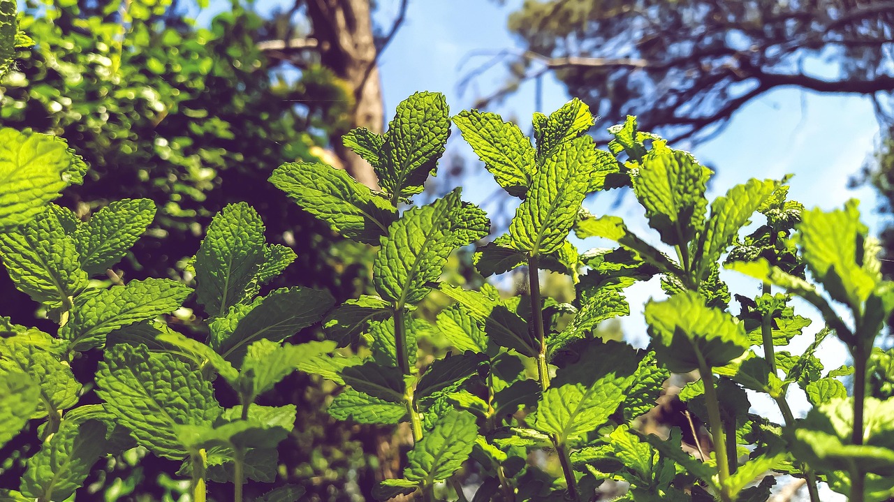 peppermint-menta