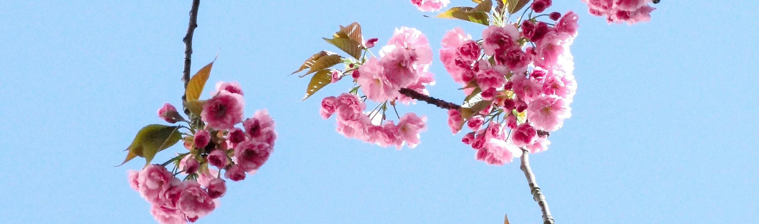 nature-flower