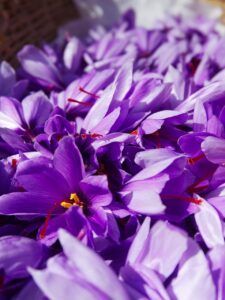 safran-saffron