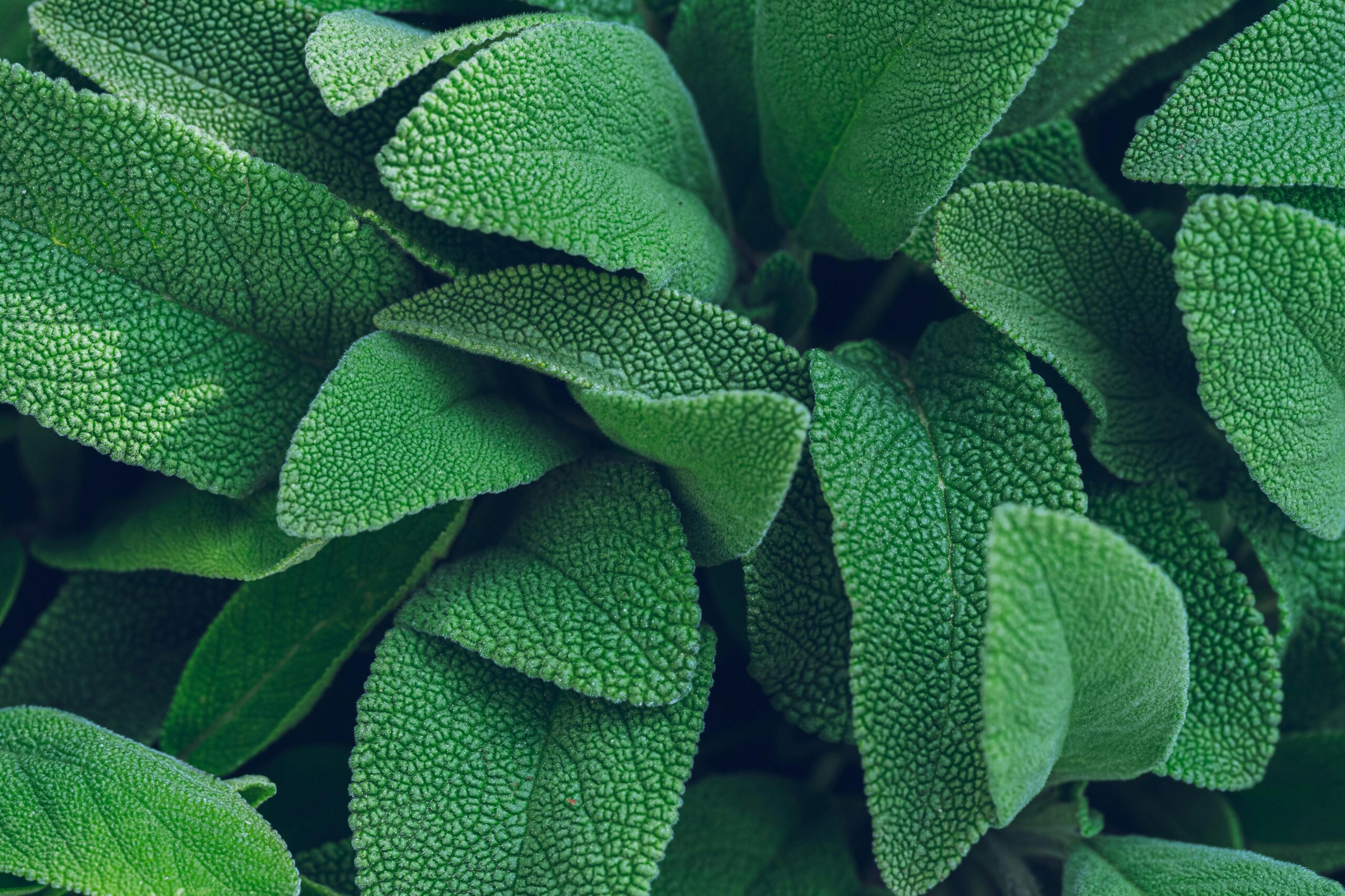 faskomilo-sage