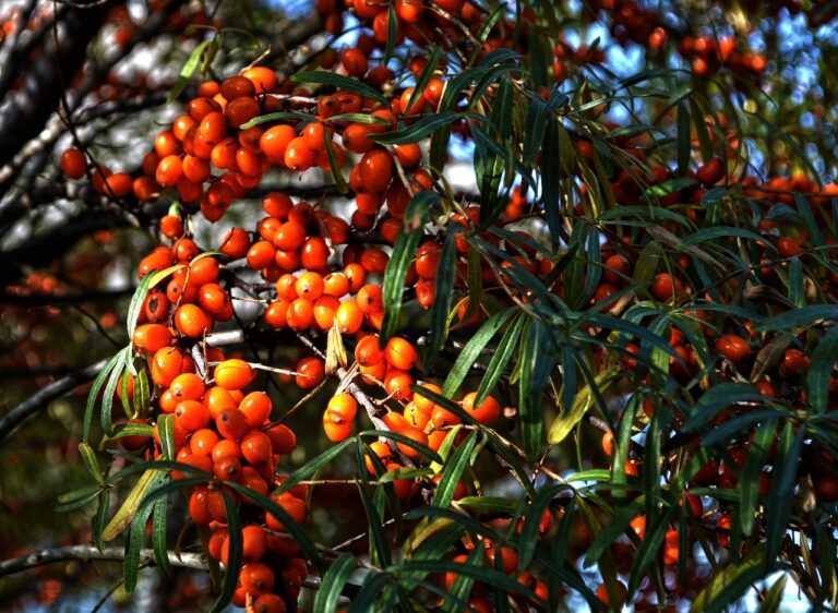 ippofaes-sea-buckthorn
