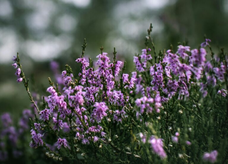 thimari-thyme