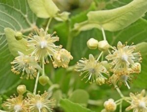 tilia-tilio