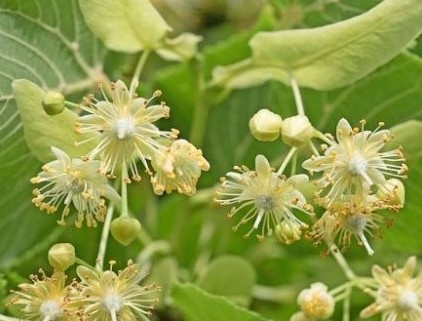 tilia-tilio
